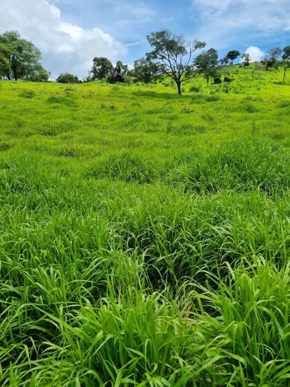 FAZENDA 8,4 HC EM RIO MANSO  - Foto 5