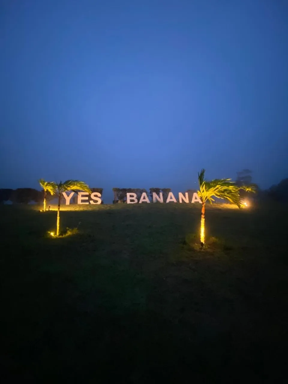 Yes  Banana - Bananeiras  - OFERTA