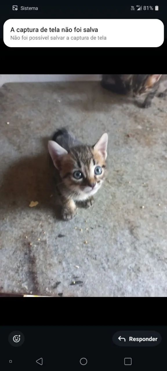 Doação Responsável  - Foto 3