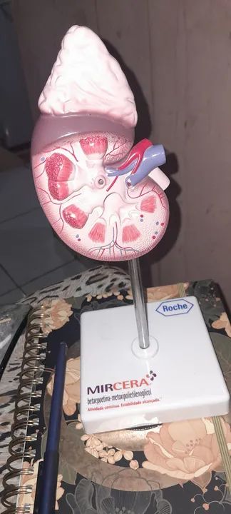 Modelo Anatômico de Rim Humano - Foto 3
