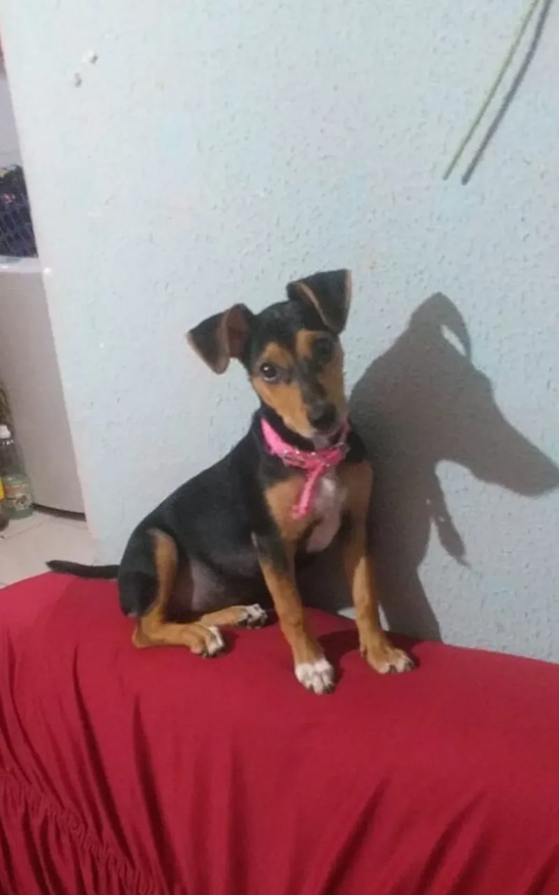 Doação Porte pequeno