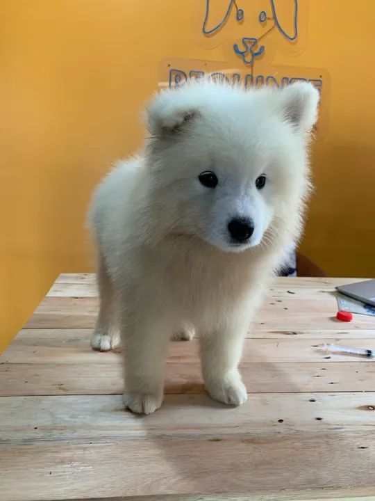 Filhotes de Samoieda  - Foto 2