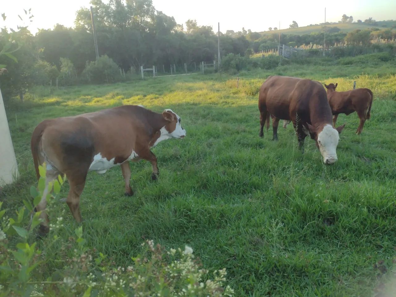 Touro Braford - Foto 3