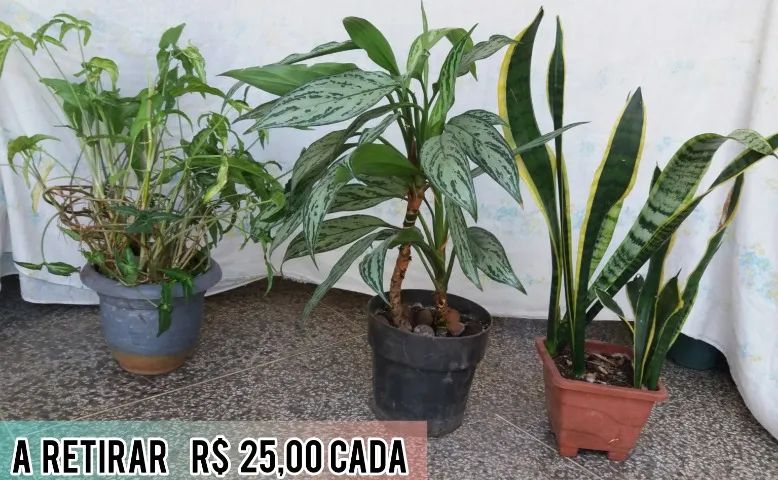 plantas e folhagens - Foto 5