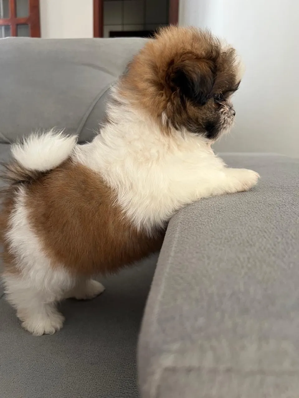 Filhotes de Shih Tzu