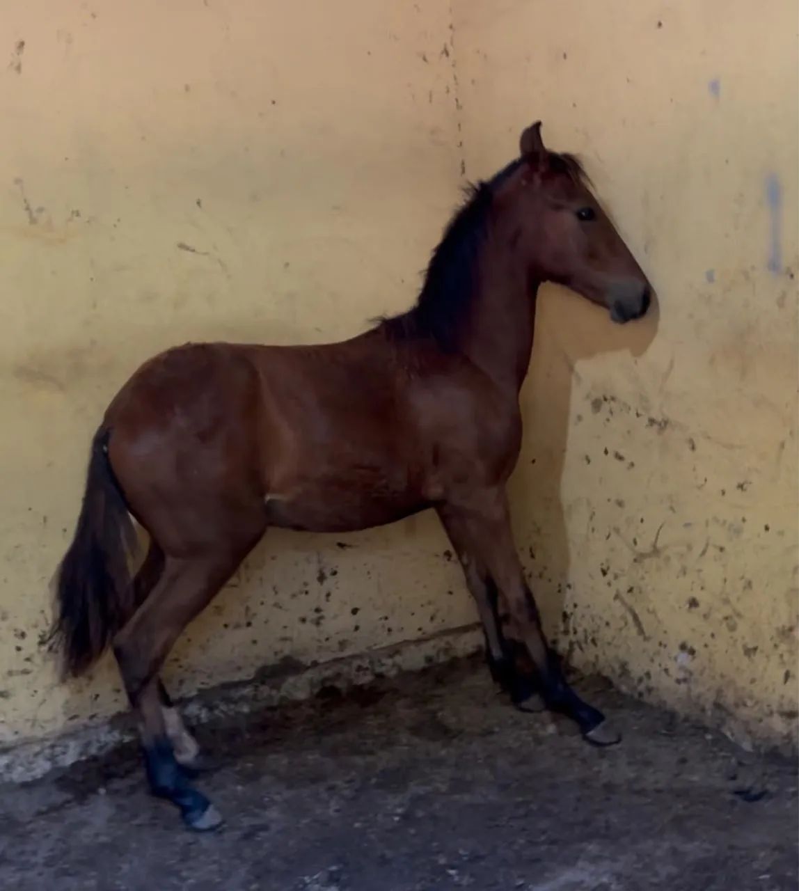 Potro Registrado filho do Orgulho do Cantagallo - Foto 2