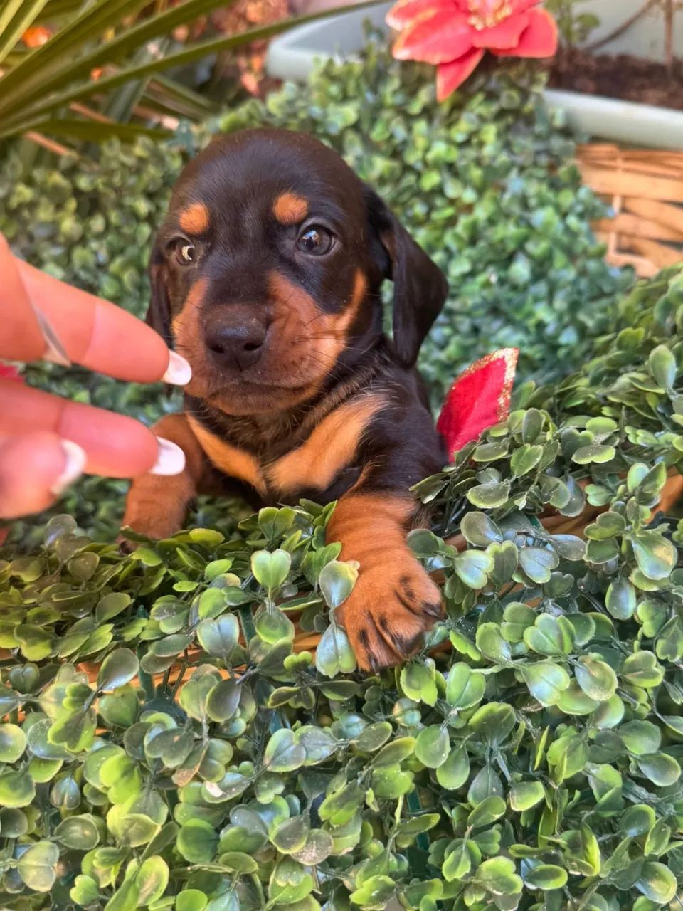 salsicha com 60 dias vacinado e vermifugado 