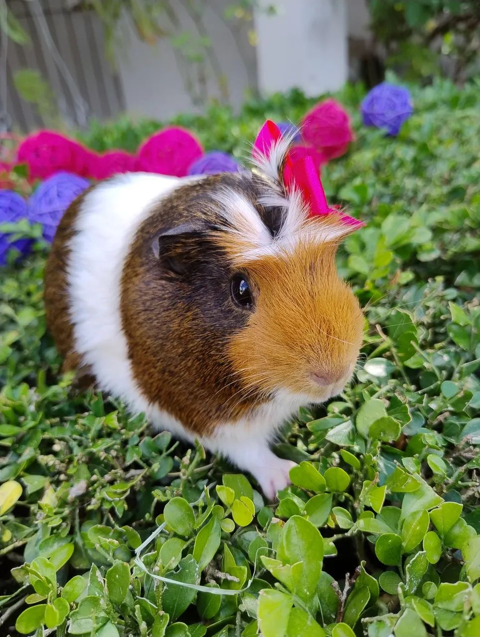 Porquinho da índia disponível  - Foto 2