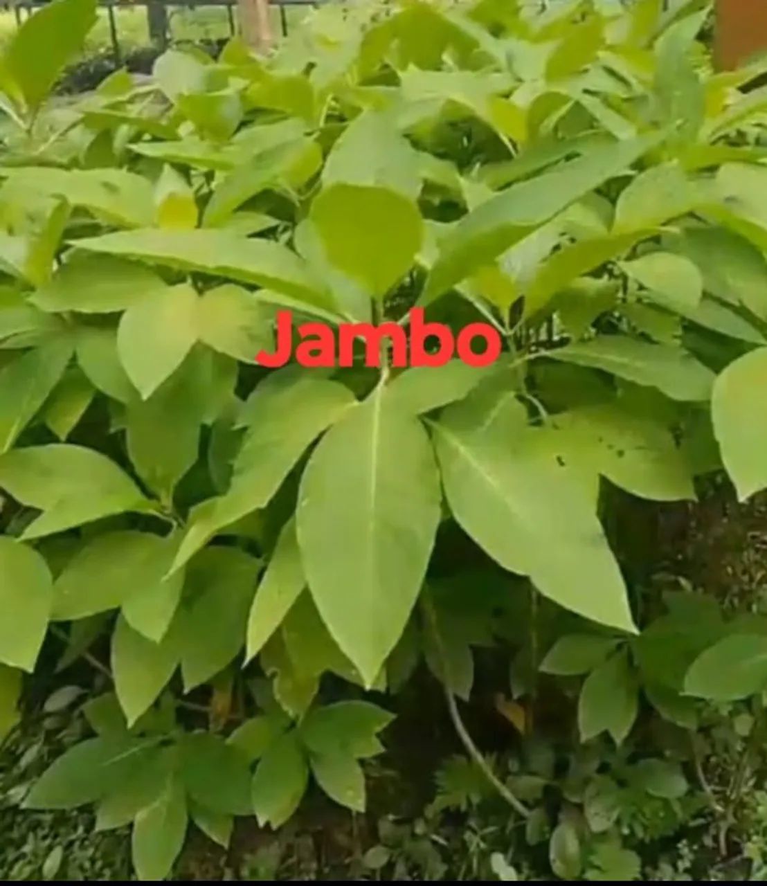 Mudas frutíferas árvores e plantas  - Foto 6