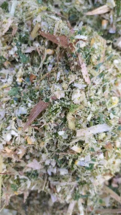 Silagem de milho  - Foto 2