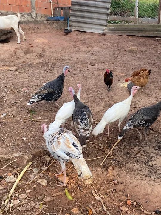 perus para venda! - Foto 4