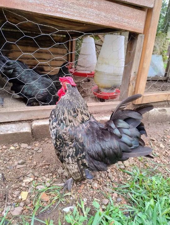 Galo adulto mistura de raças ornamentais  - Foto 3