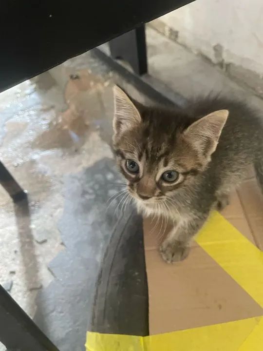 Adoção de gatinhas - Foto 4