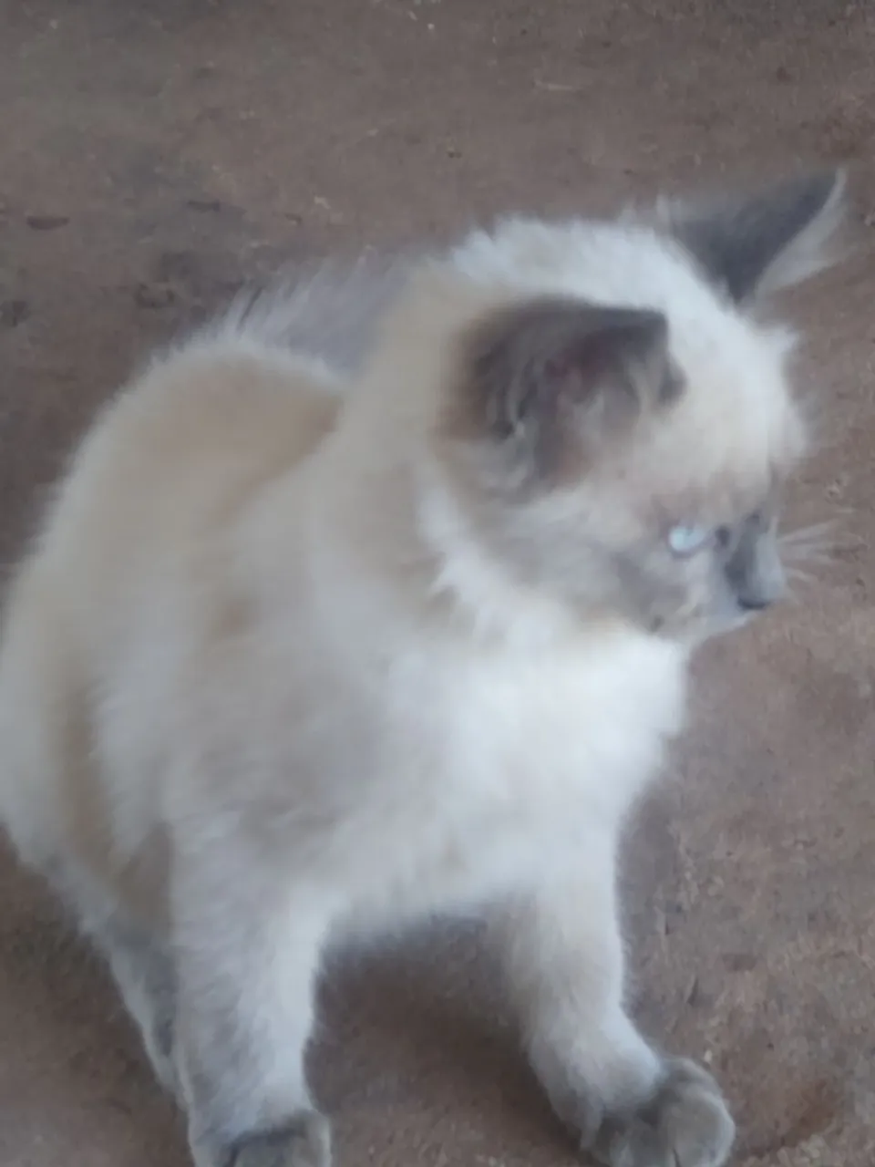 Gatinho Siames Fofo para adoção