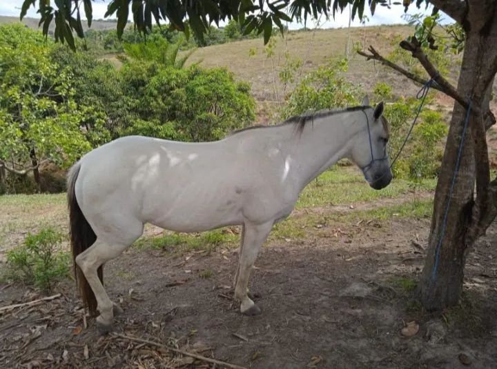 Égua ligeiro a venda 