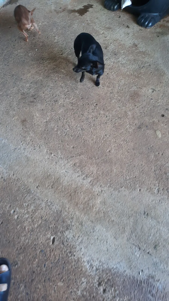 Pinscher preta solida adulta ótima matriz bem pequena