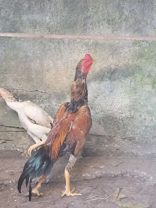 Frango shamo puro de grande porte  - Foto 6