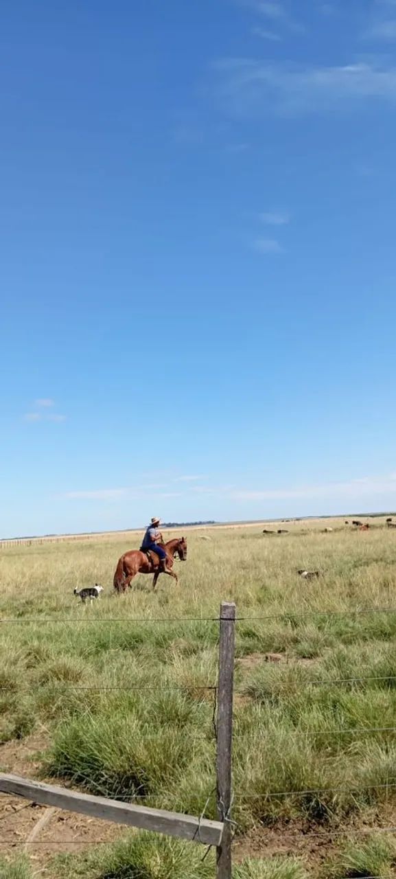 Cavalo para venda - Foto 3
