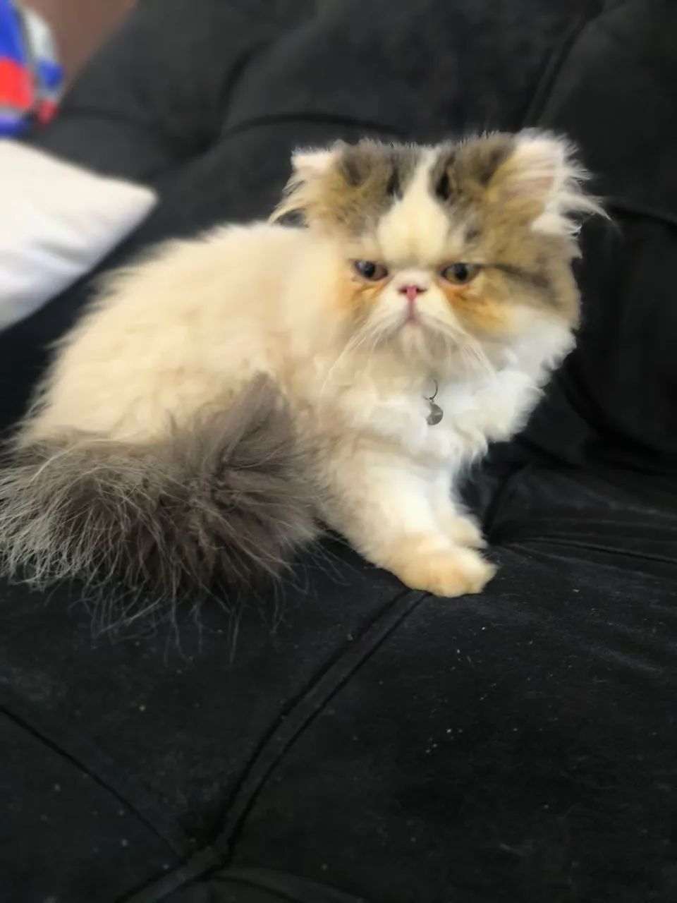 Gatinho perça vacinado e vernifugado 1200 - Foto 5