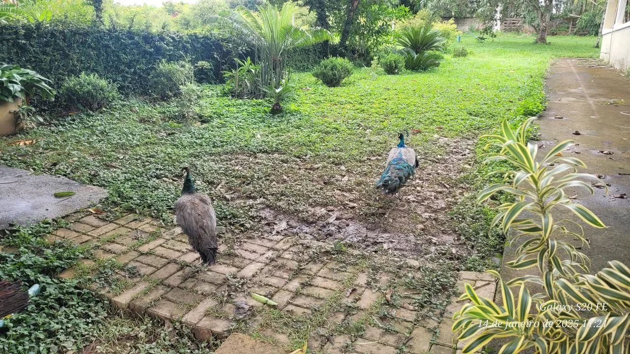 Lindo casal de pavão! - Foto 3