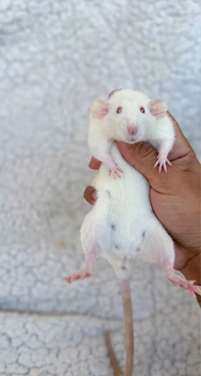 Ratinhos mercol e twiester  - Foto 2