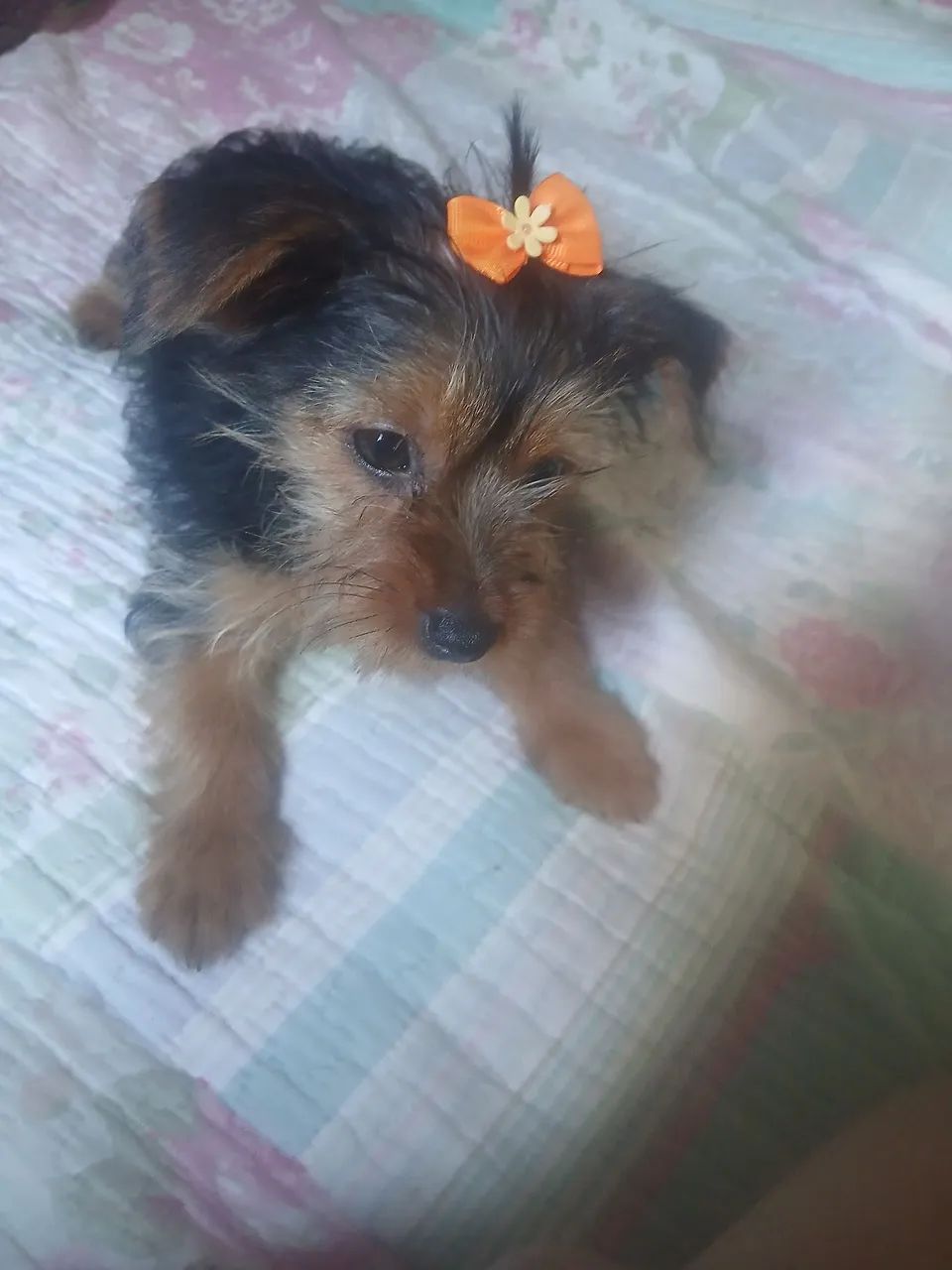 lindas femininas de Yorkshire  - Foto 2