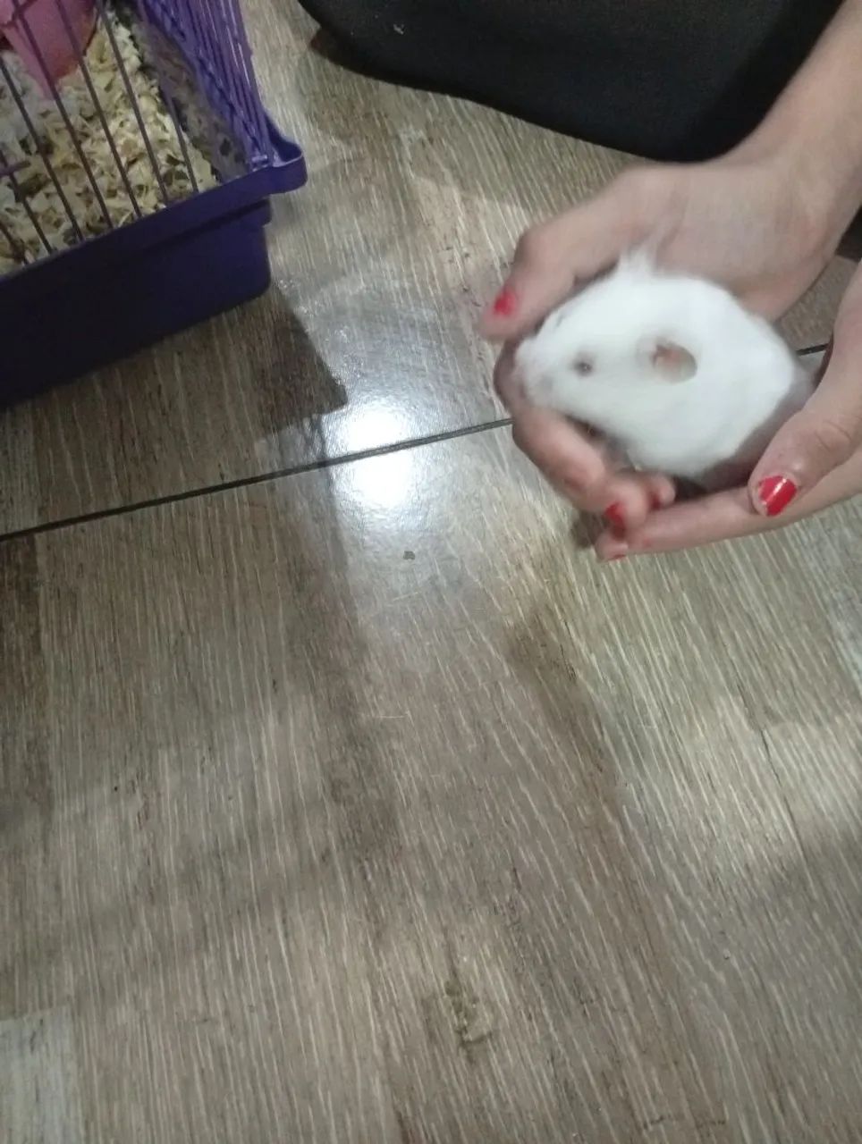 Hamster filhote  - Foto 5