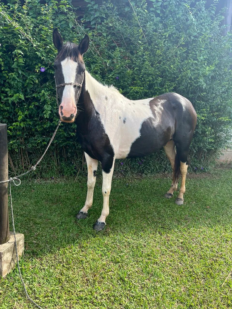 VENDO ÉGUA PAMPA DE PRETO  - Foto 2