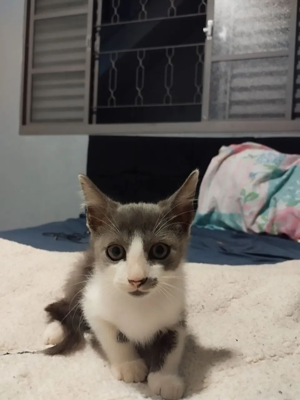 Doa-se gatinho macho resgatado - Foto 2
