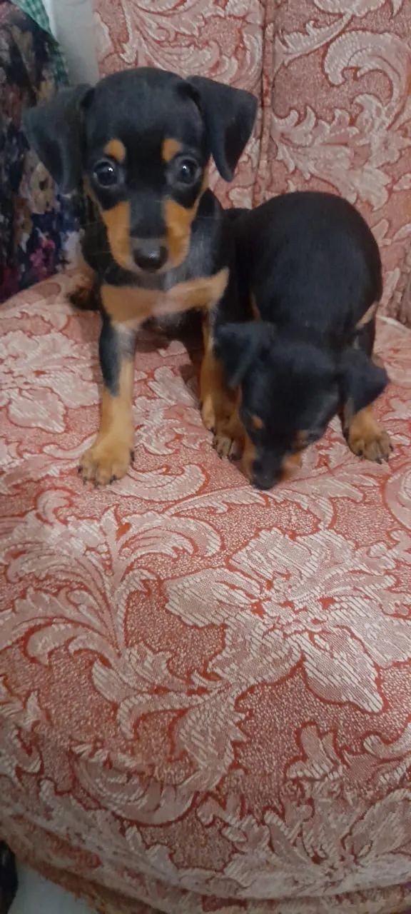 Pinscher com 55 dias vacinado 