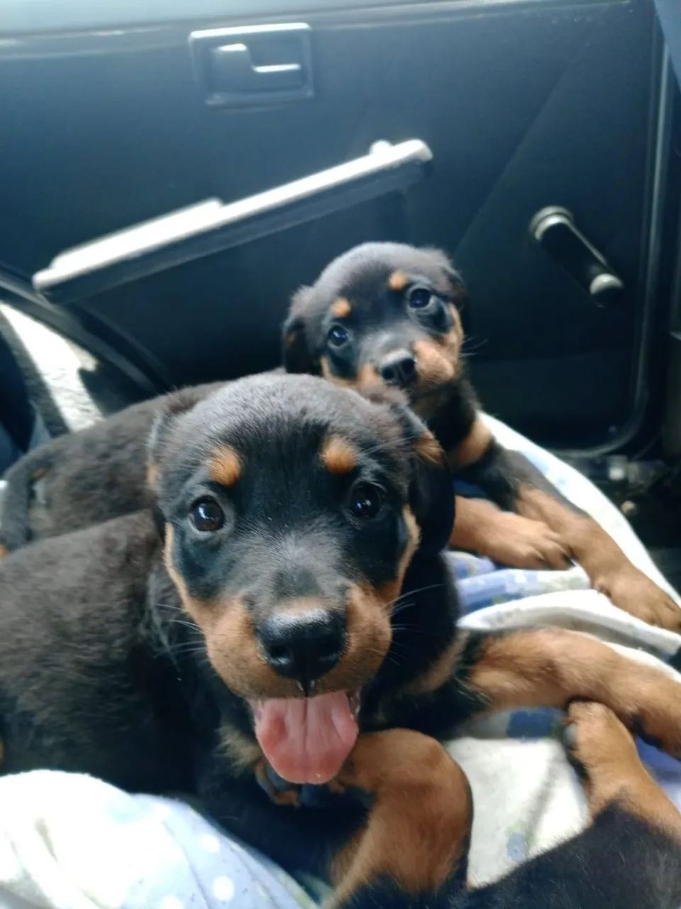 Filhotes de Rotweiler fêmeas  