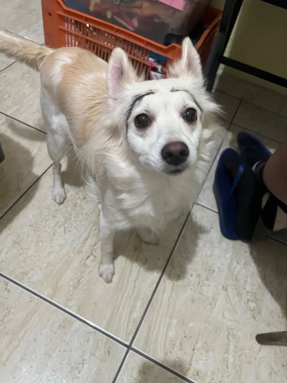 Cachorra