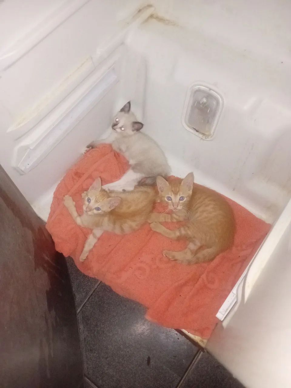Doação de Gatos  - Foto 4