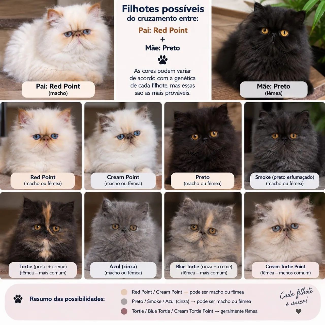 Gato Persa 