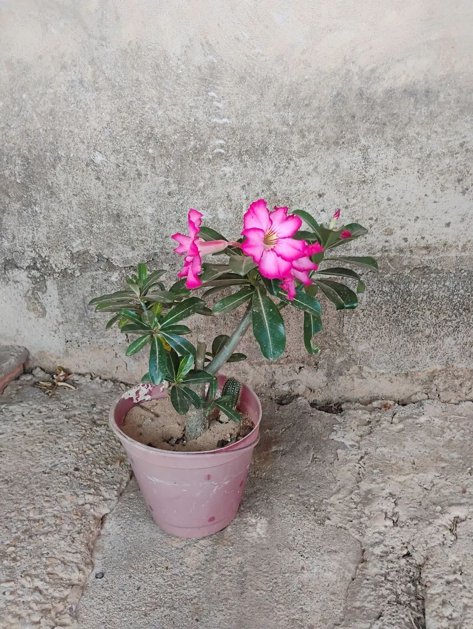 Vendo Rosa-do-Deserto Florida