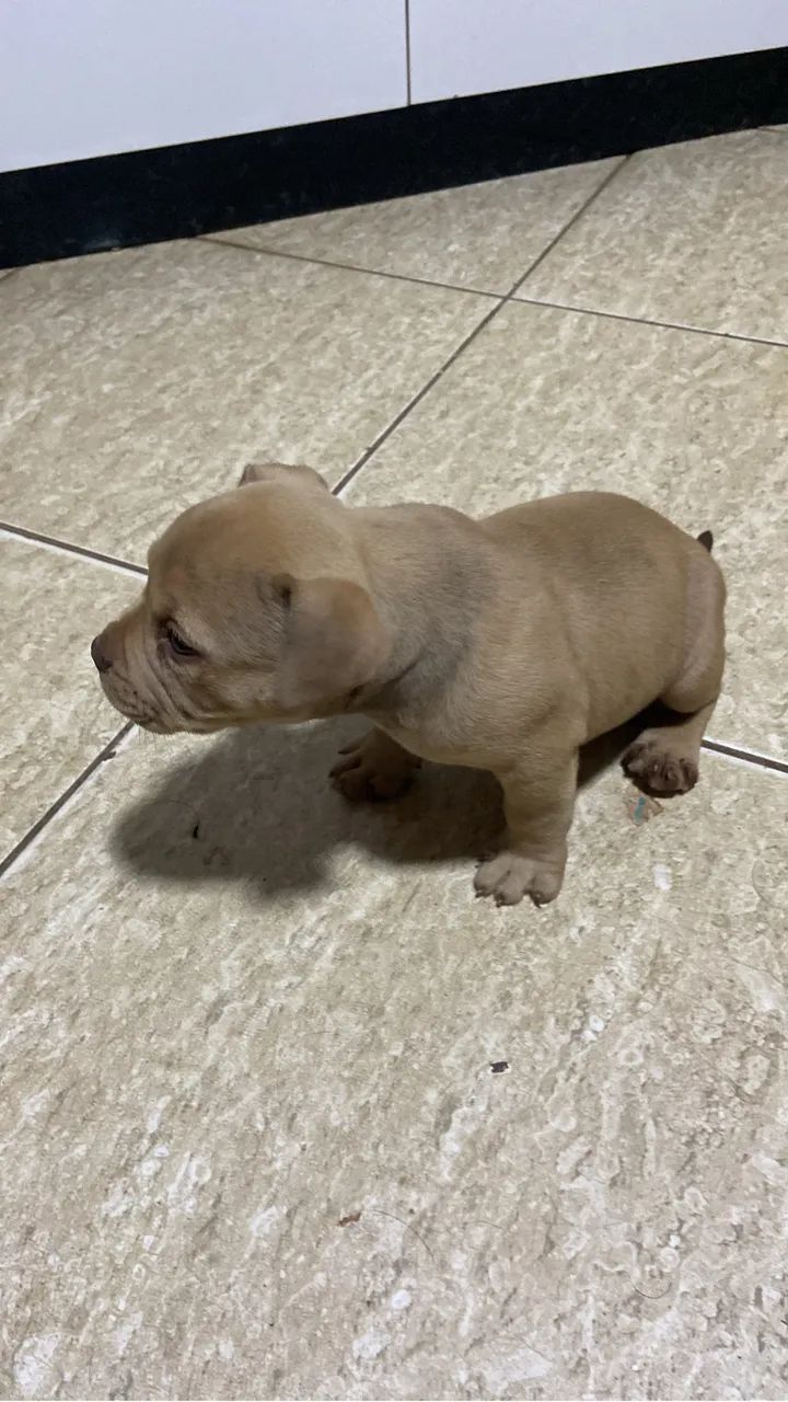 American Bully - Foto 4