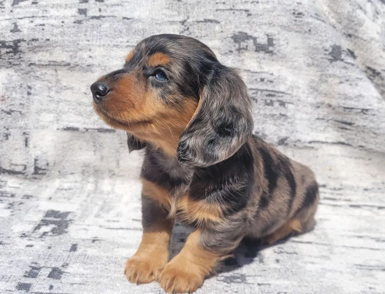Dachshund macho pelo longo  - Foto 4