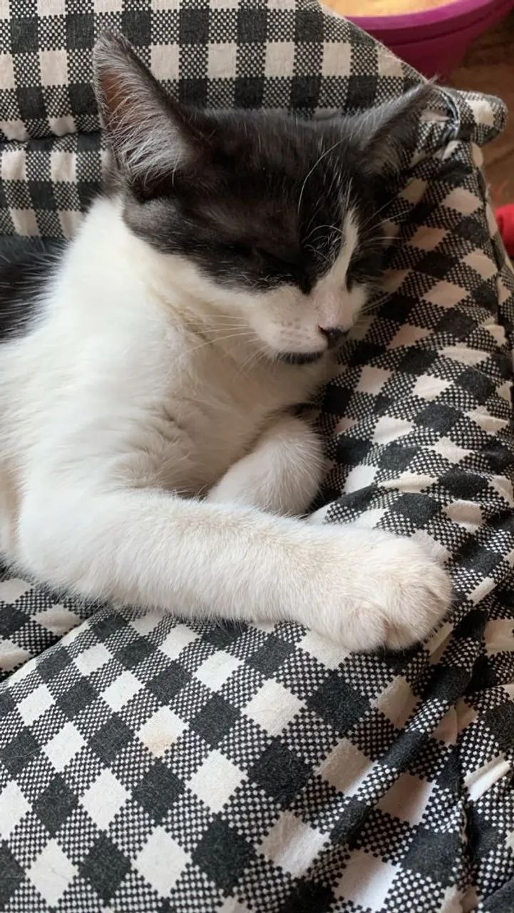 Adote aa Lia e a Lara - Foto 2