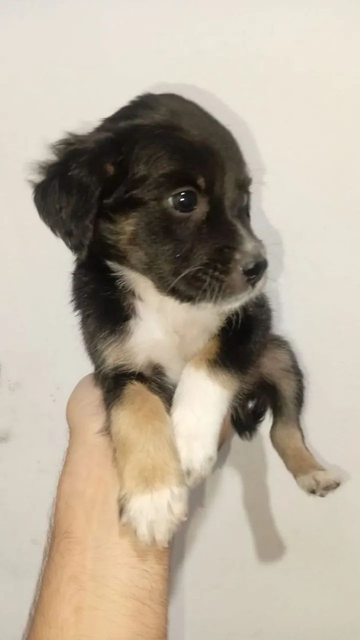 Doação cachorrinha - Foto 2