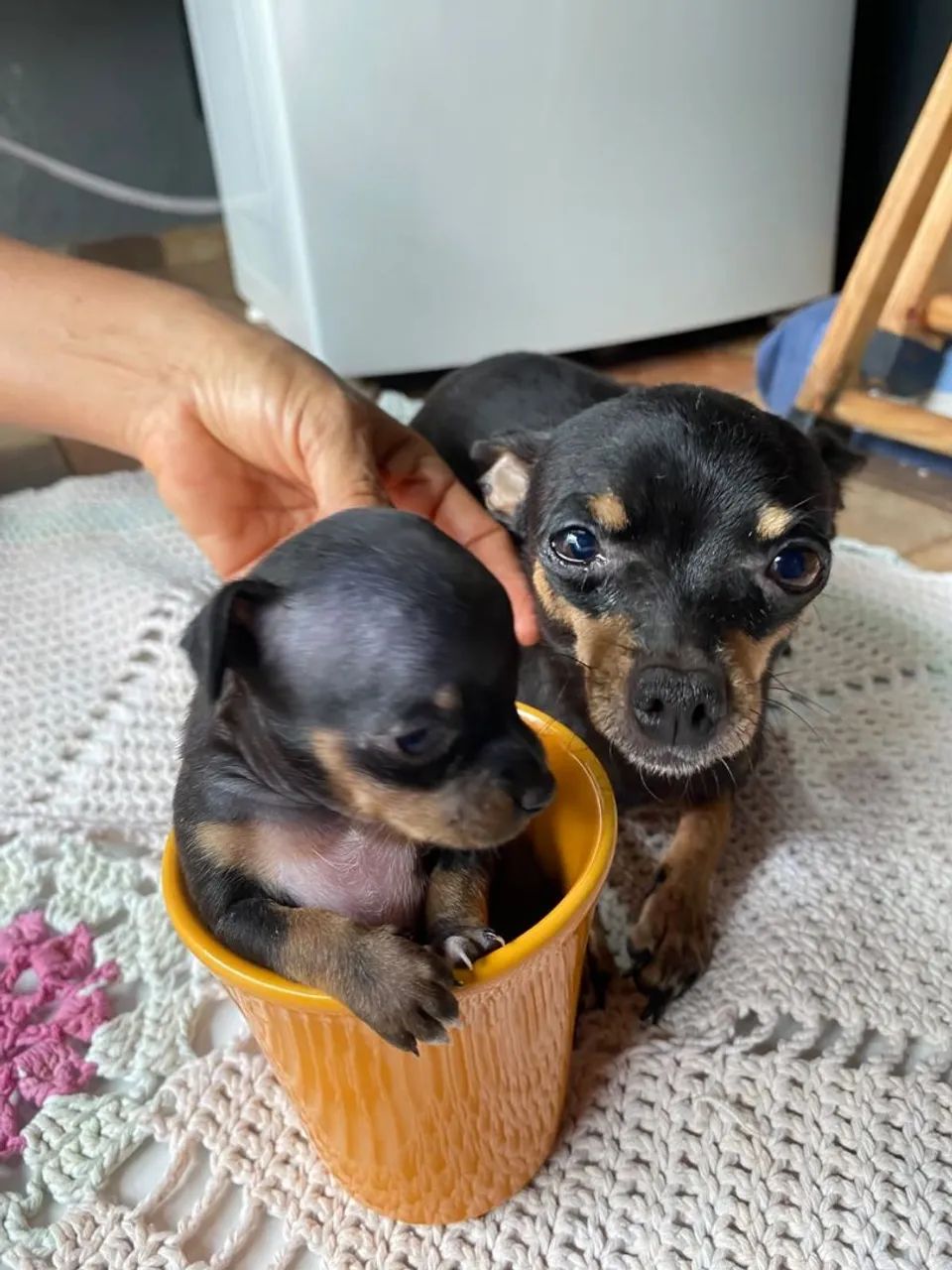 VENDO FILHO DE PINSCHER MACHO - Foto 3