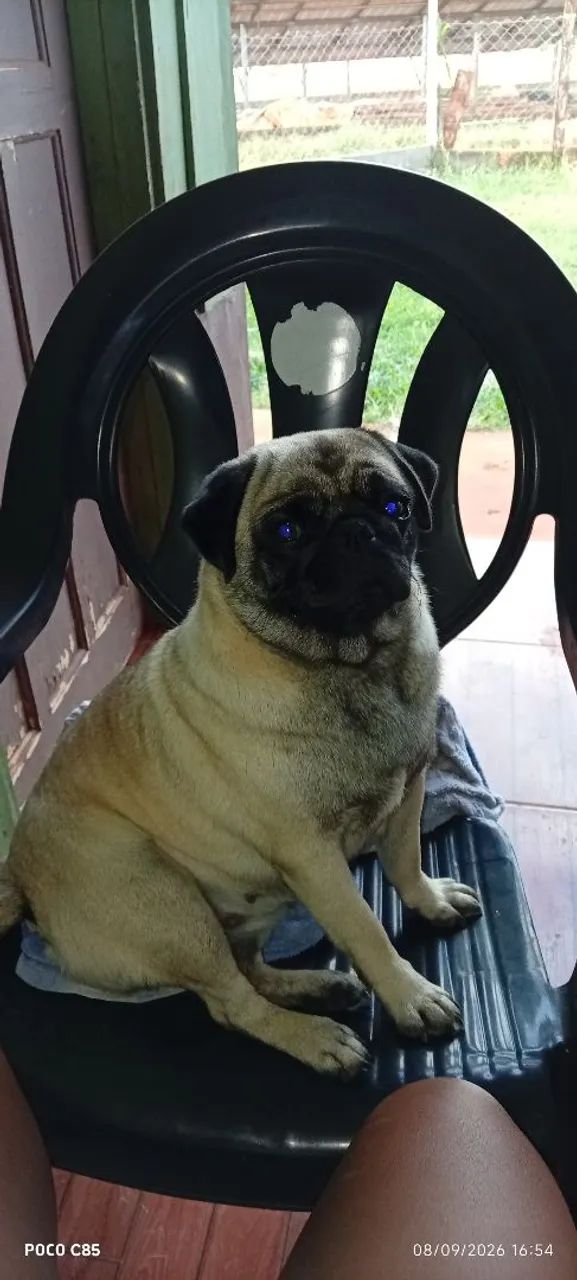 Cachorro 
