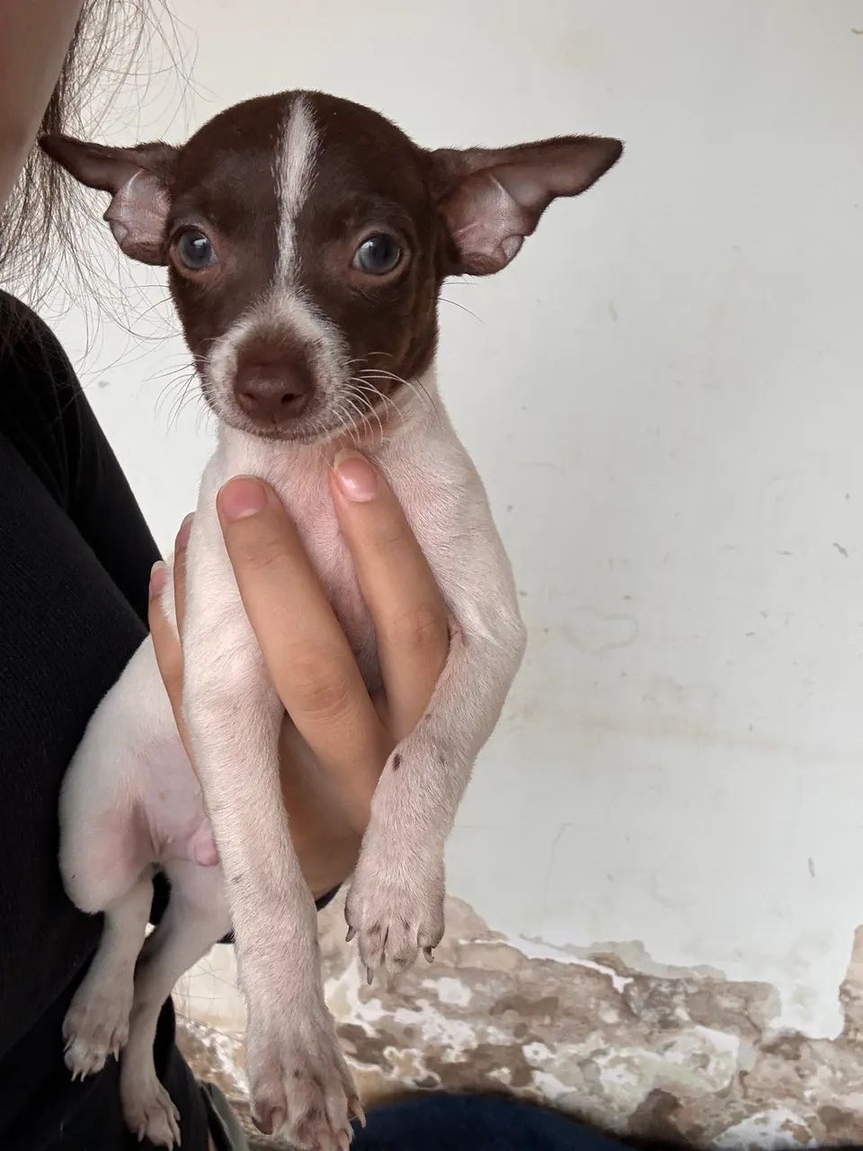 Pinscher olhos claros macho