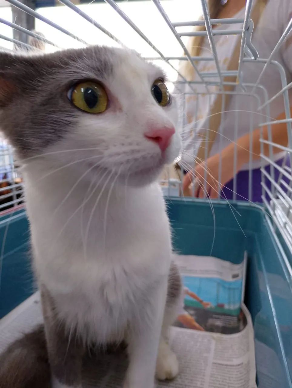 Gata CASTRADA, VACINADA e Vermifugada para adoção responsável  - Foto 6