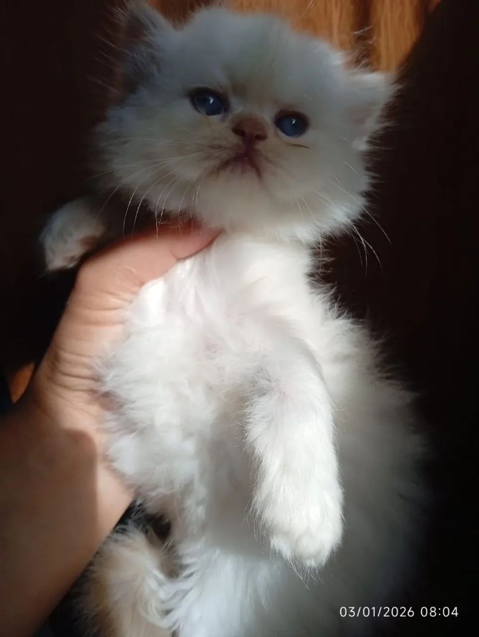 Himalaia red pont filhote nascido 24/11/2025  - Foto 2