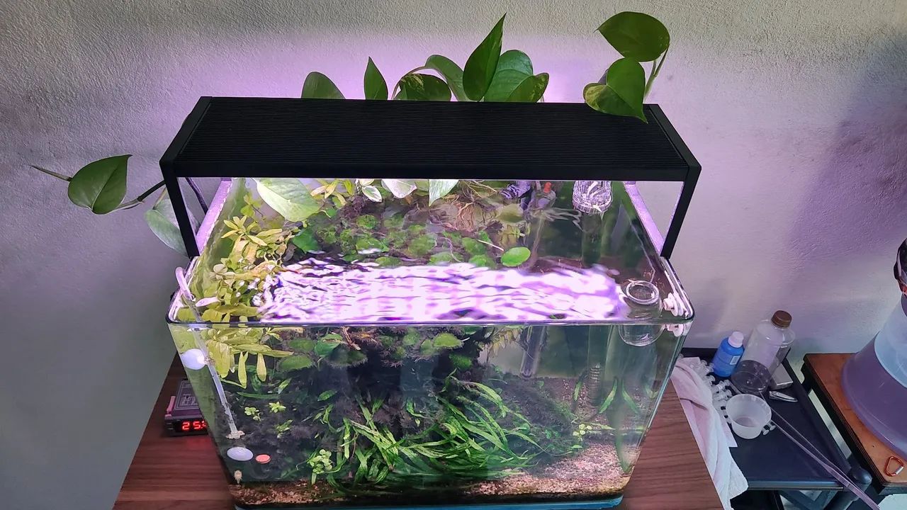 Aquário plantado  - Foto 4