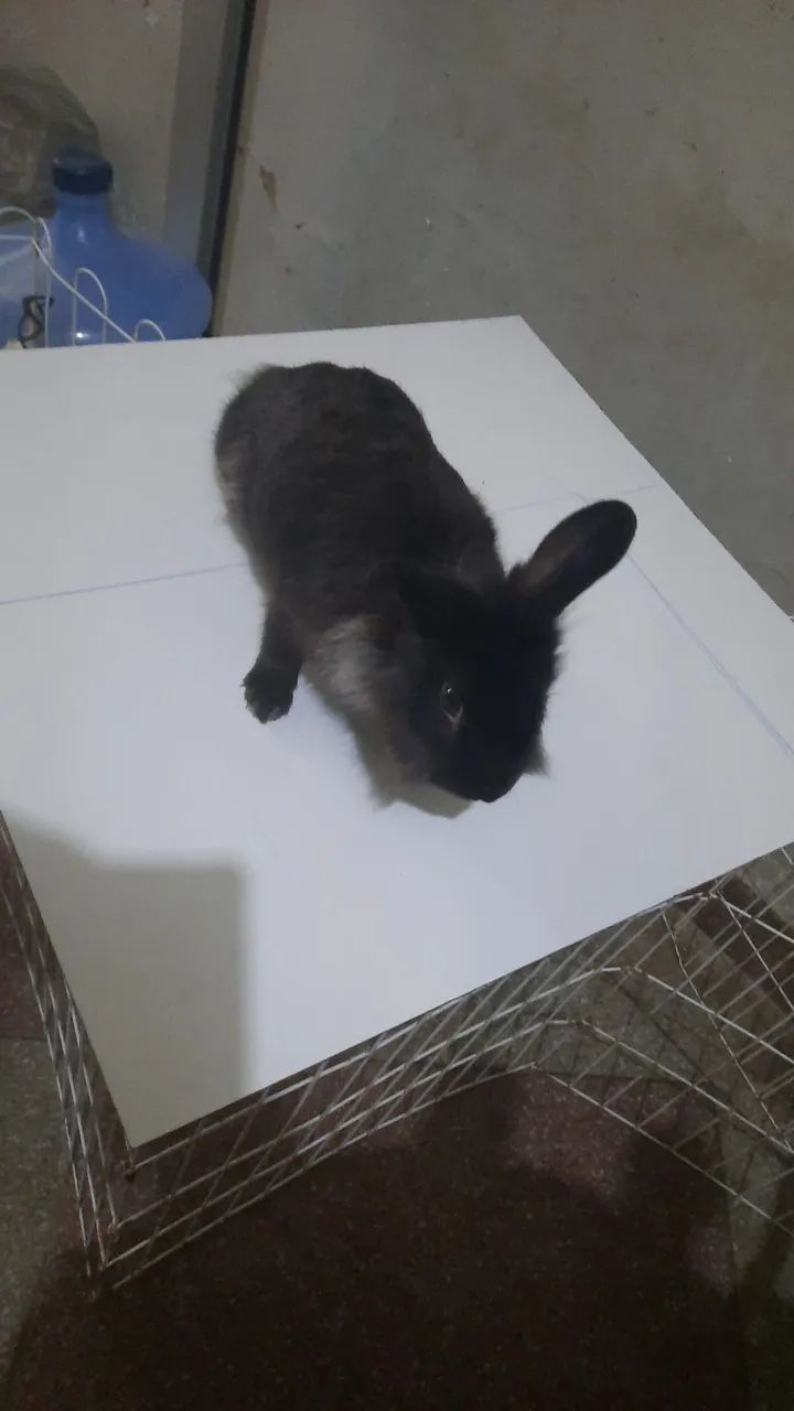 F8lhote de coelho mine lion reader  - Foto 4