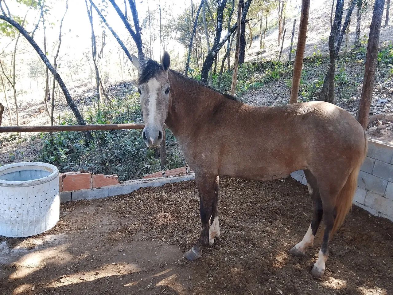 Égua  - Foto 4