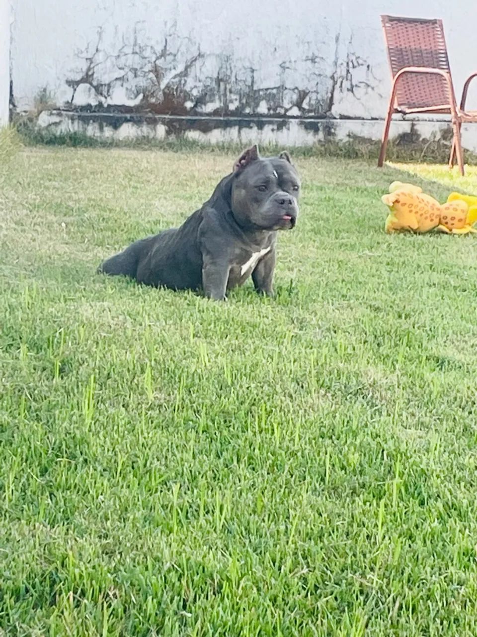 Cachorro  - Foto 2