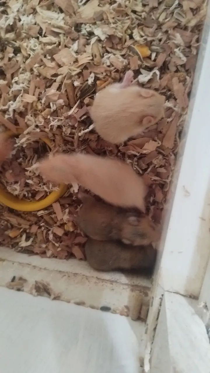 Filhotes de hamster  - Foto 2