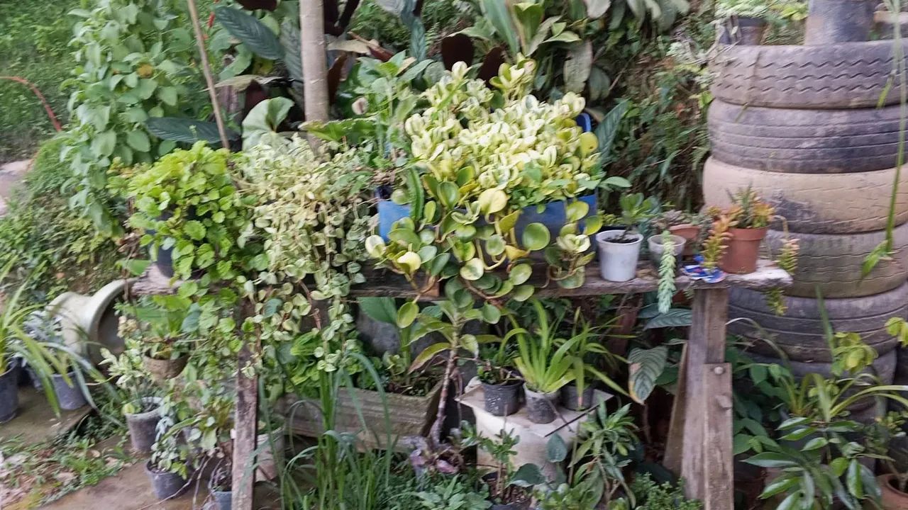 Vendo ou Troco essa chácara em SP  - Foto 2